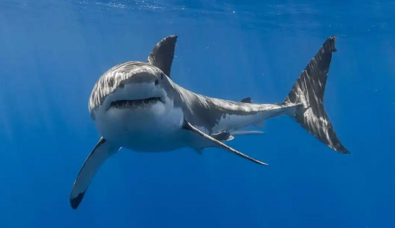 山东白马物流运输有限公司轮播图4